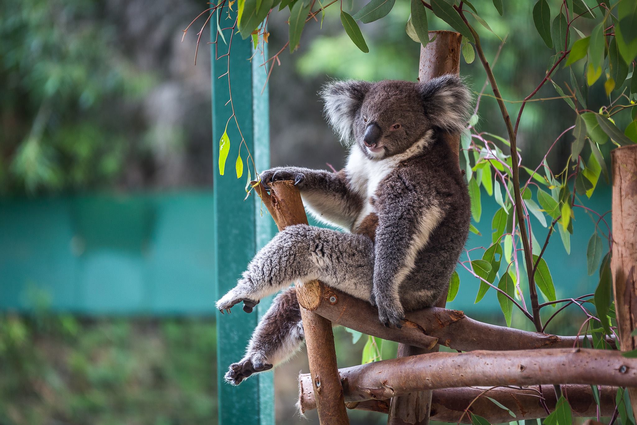 Прикольное фото новые. Коала в Австралии. Смешные животные. Смешная коала. Пепсикольные животные.