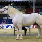 Першеронская лошадь Profile Picture