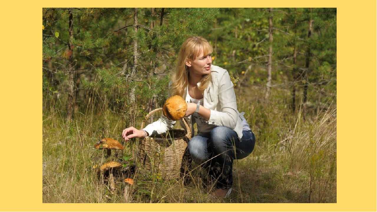 Женщина собирает грибы в лесу