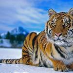 Амурский тигр Profile Picture