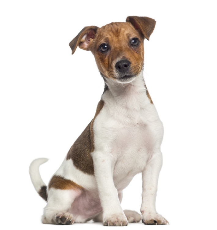 Jack Russell Terrier : caractère, éducation, santé, entretien