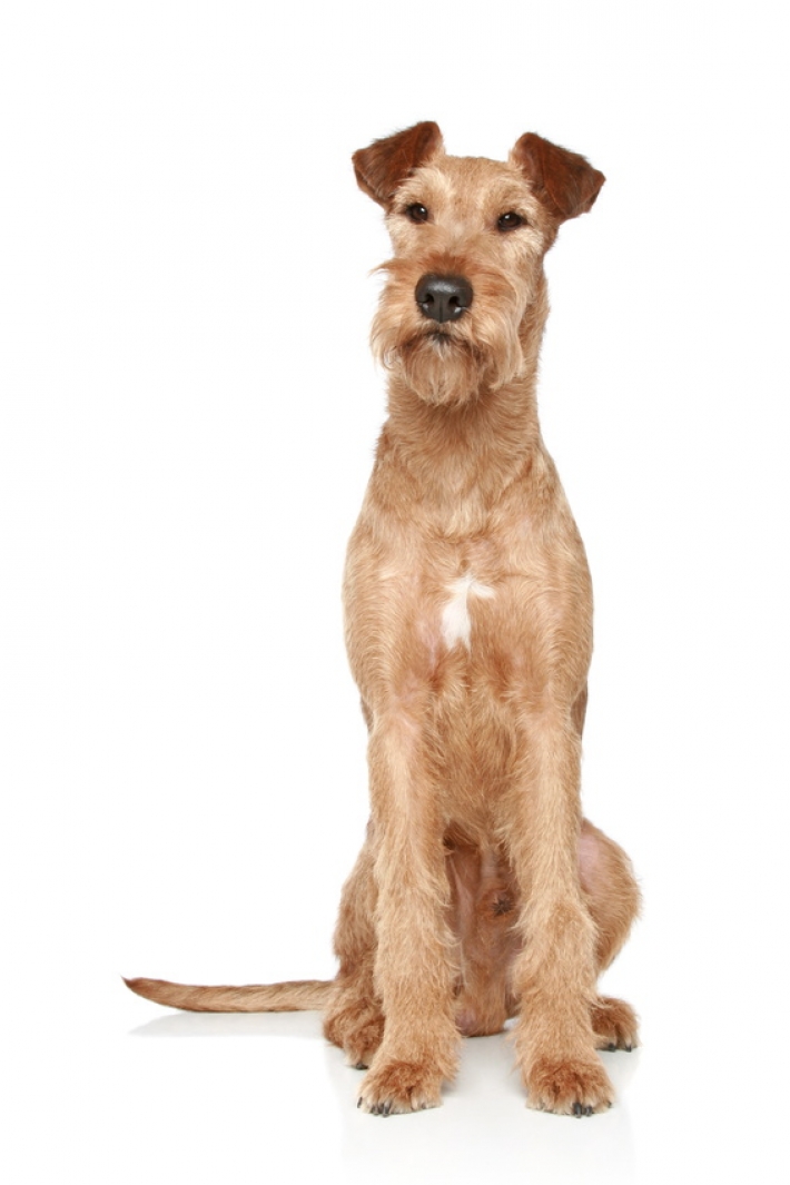 Irish Terrier : caractère, éducation, santé, entretien