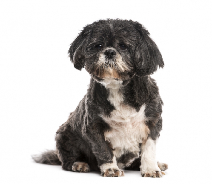 Shih Tzu : caractère, éducation, santé, entretien