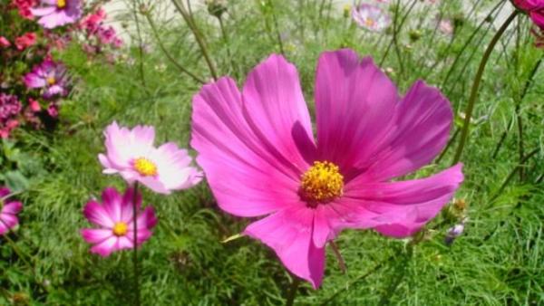 Cómo cultivar cosmos - EcologíaVerde