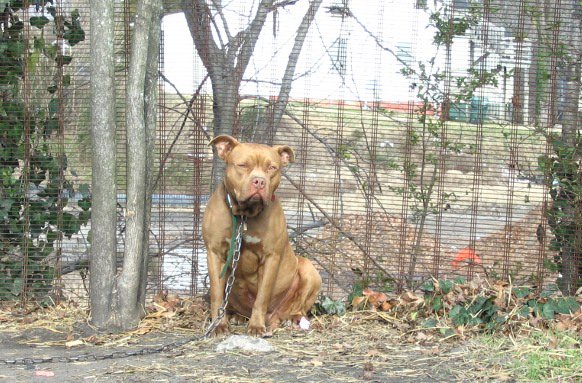 ¡Solitarios ‘perros de patio trasero’ ayudados por PETA! | Blog | PETA Latino