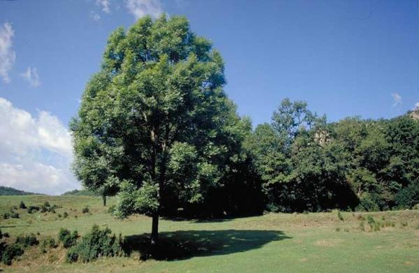 Plantar árboles de crecimiento rápido - EcologíaVerde