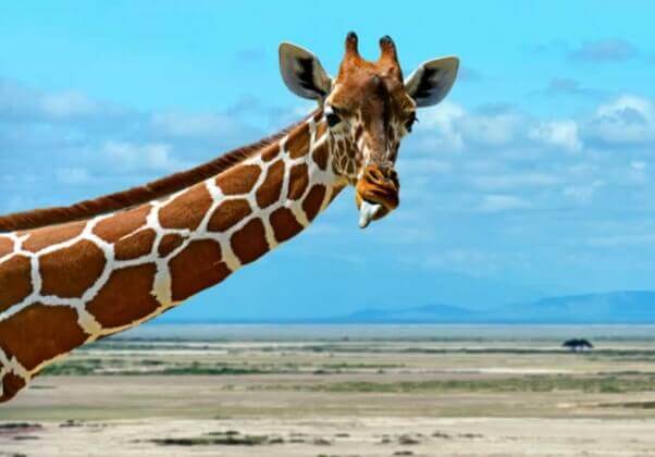 Panicked and Terrified Giraffe Dies at Taiwanese Zoo | Blog | PETA Latino