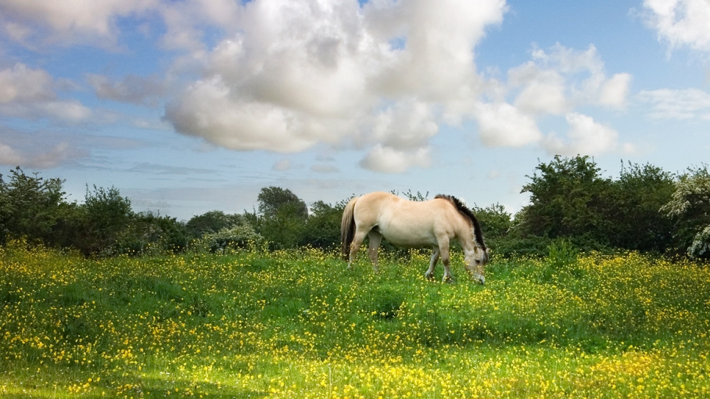 9 Photos That Will Make You NEVER Ride in a Horse-Drawn Carriage | Blog | PETA Latino