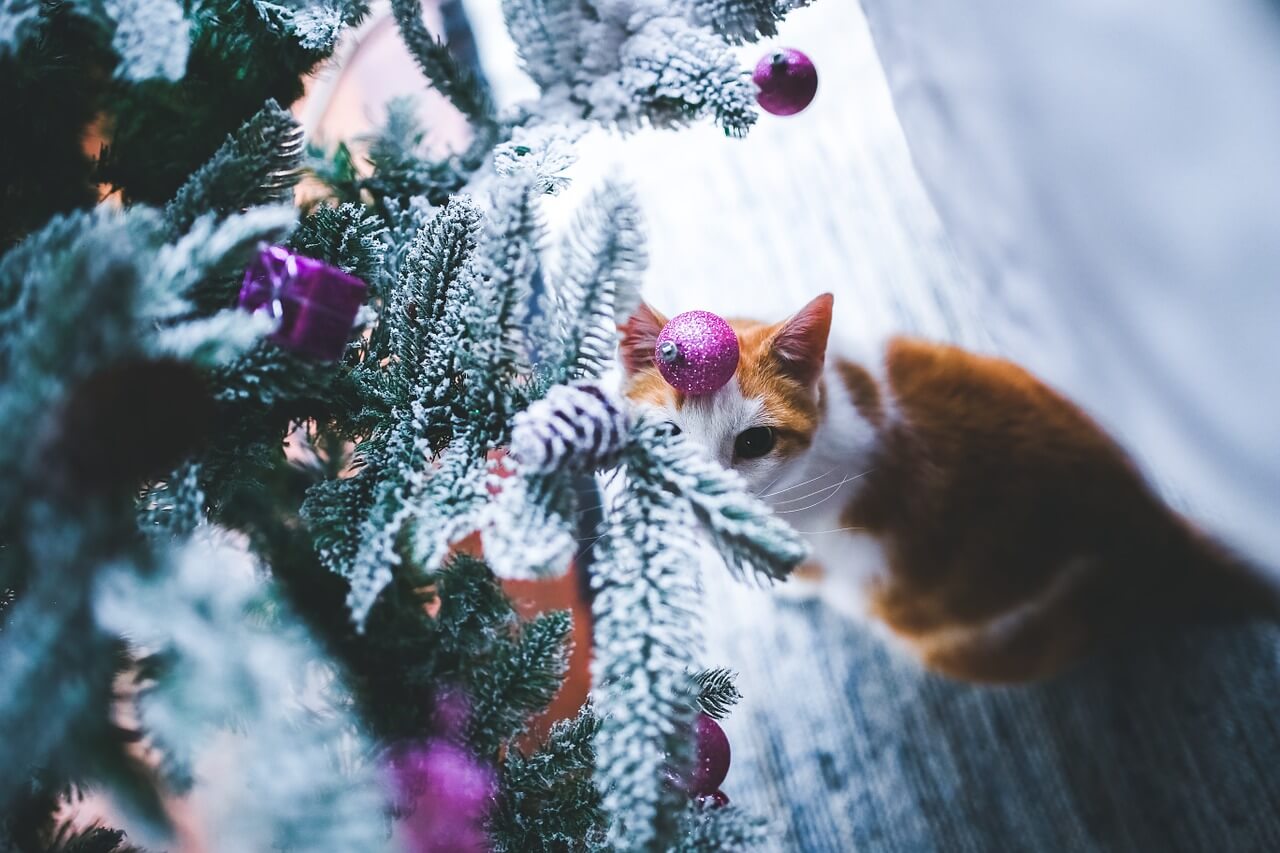 Mantén a los animales a salvo durante la época navideña | Blog | PETA Latino