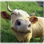 Коровы Profile Picture