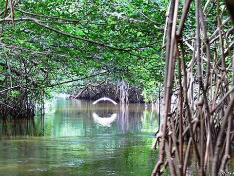 Los increíbles bosques de manglares - EcologíaVerde