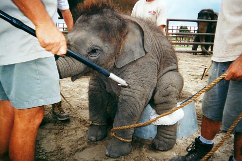 4 Reasons Why I Won't Take My Kids to the Circus | Blog | PETA Latino