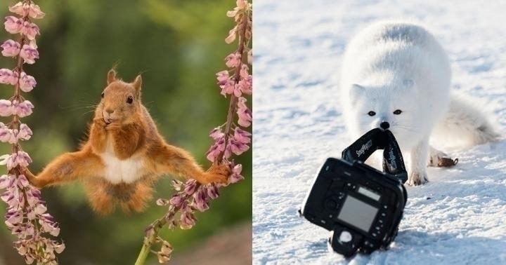 Победители веселой премии 2018 Comedy Wildlife Photography Awards