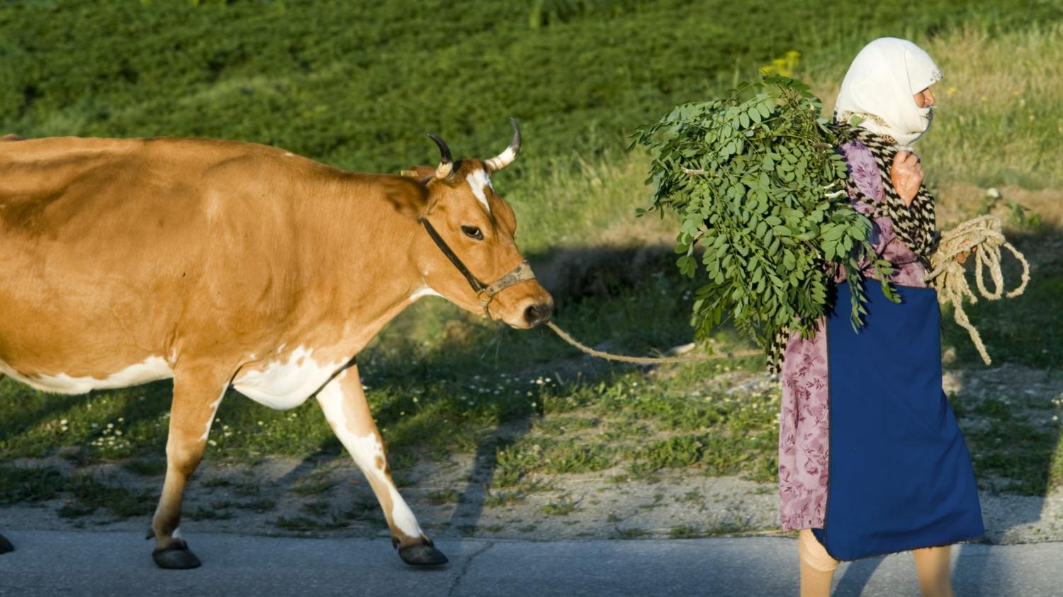 "Le motif est qu'elle a quitté les frontières de l'UE" : une vache bulgare passée par mégarde en Serbie doit être abattue