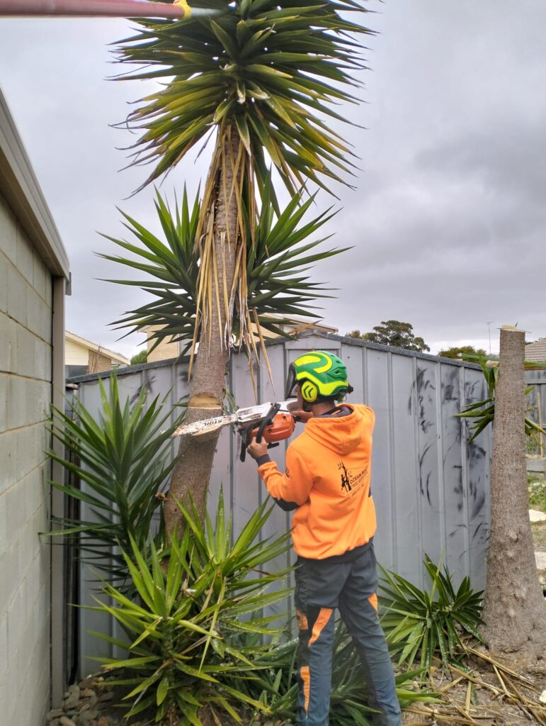 "Efficient Yucca Tree Removal in Torquay: Expert Solutions for Unwanted Yucca Plants"