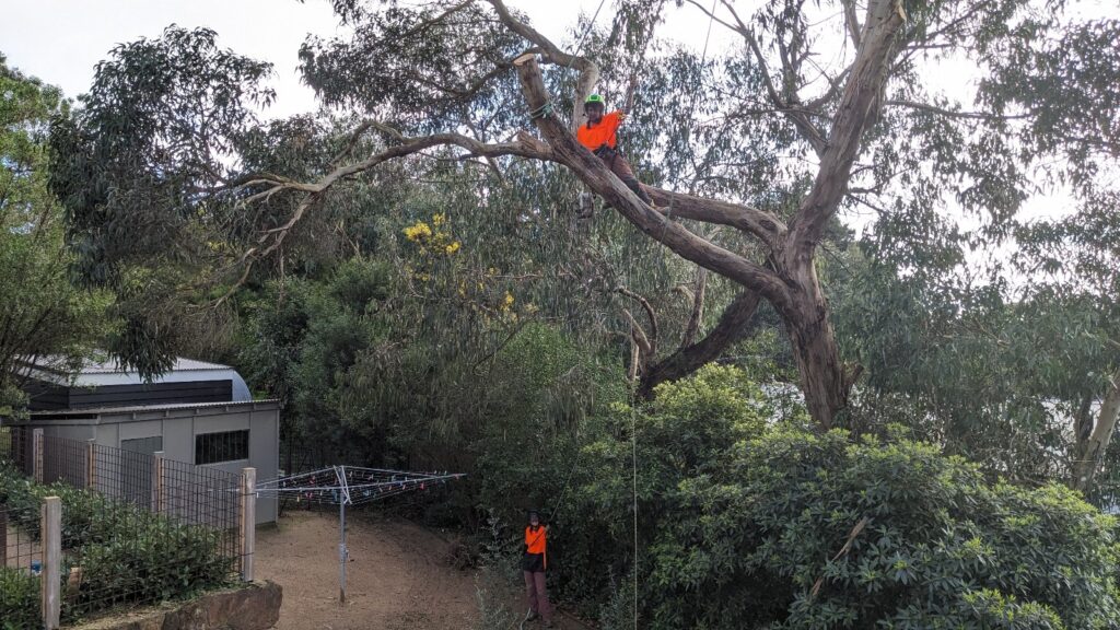 Ensure Safety with Professional Fire Break Pruning in Anglesea