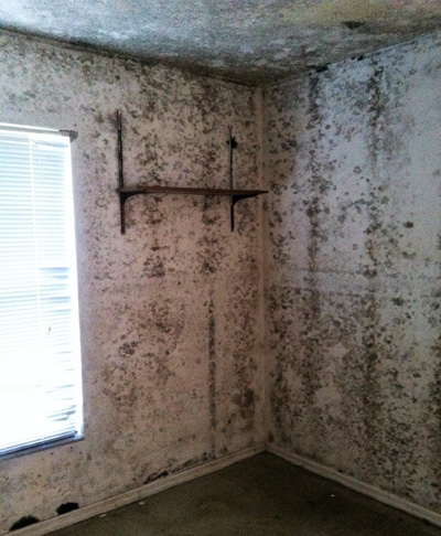 Mold Removal, Damage & Remediation Experts in Naples & Fort Myers