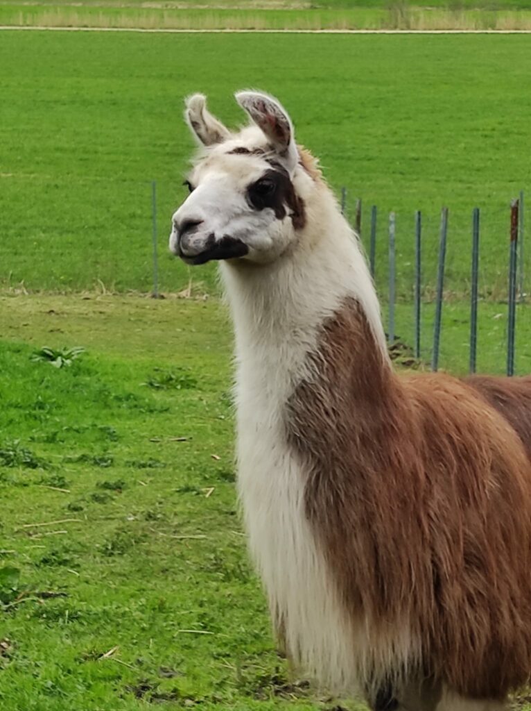 Lama- Und Alpakawanderung Für Kinder Im Eichgraben, Wien, Mödling Und Österreich