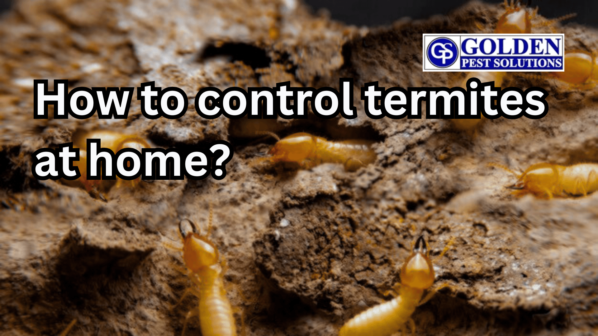 How to termite control at home? | Golden Pest Solutions
