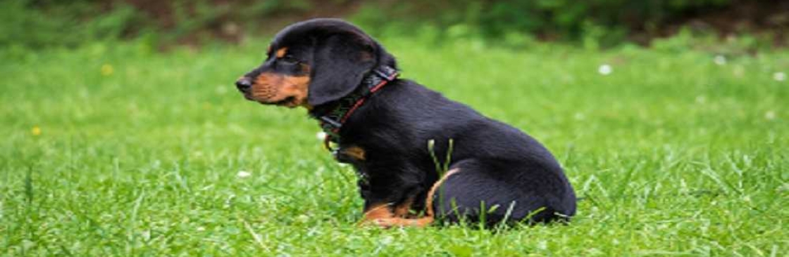 Hond Buddy Cover Image