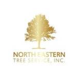 Northeastern tree Profile Picture