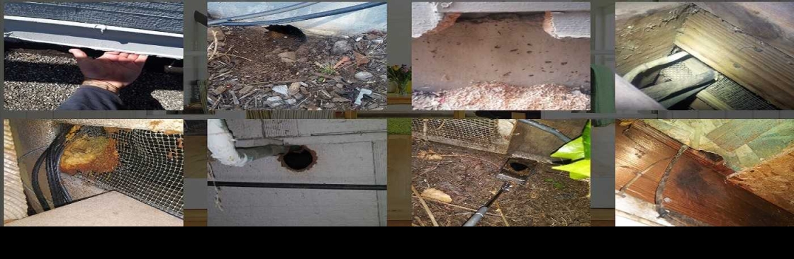Done Right Rodent Proofing Novato Cover Image