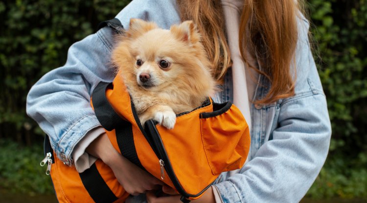 Why Every Pet Owner Needs a Travel Bag: Ensuring Safety and Comfort - London Explorers - Latest News
